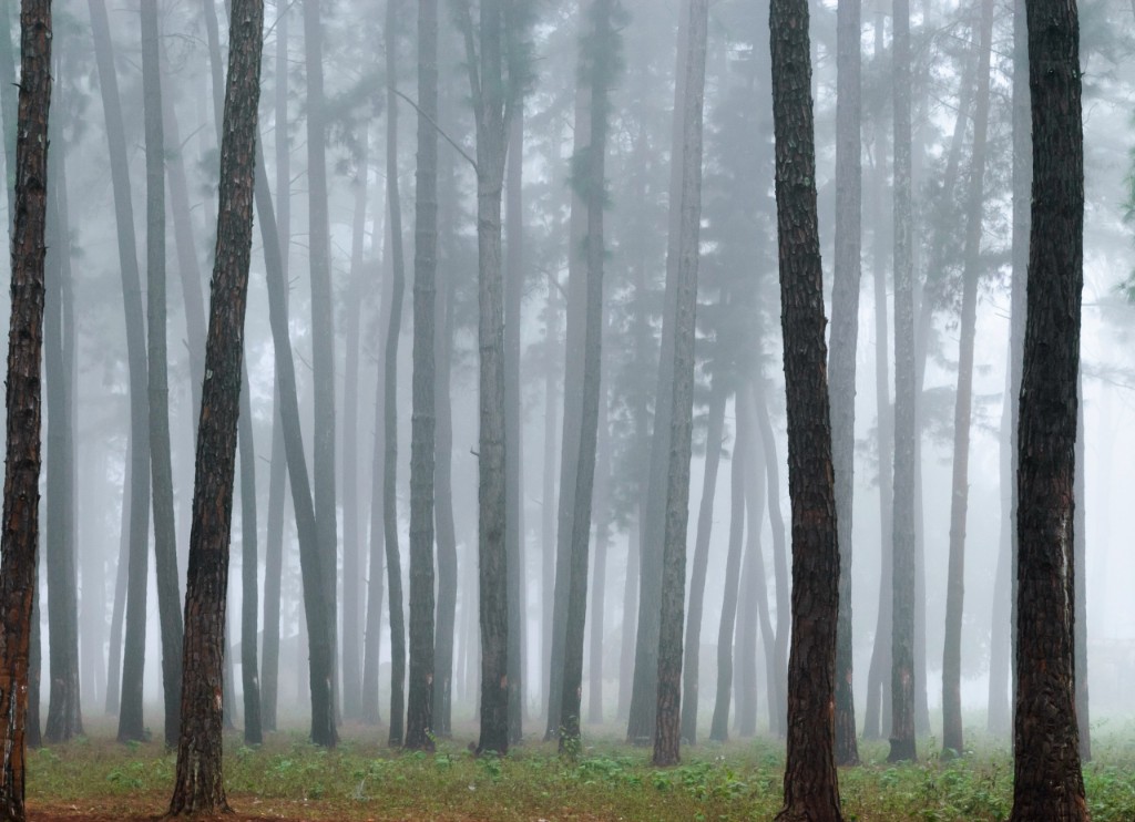 Tall pines standing in mist near Araku Valley