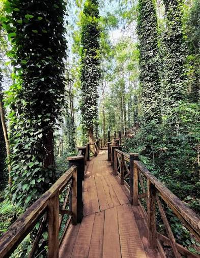 Wooden walkway through the coffee plantation, shaded by ivy-covered trees